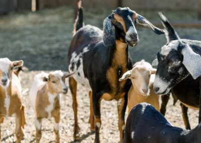 Community Forest Restoration